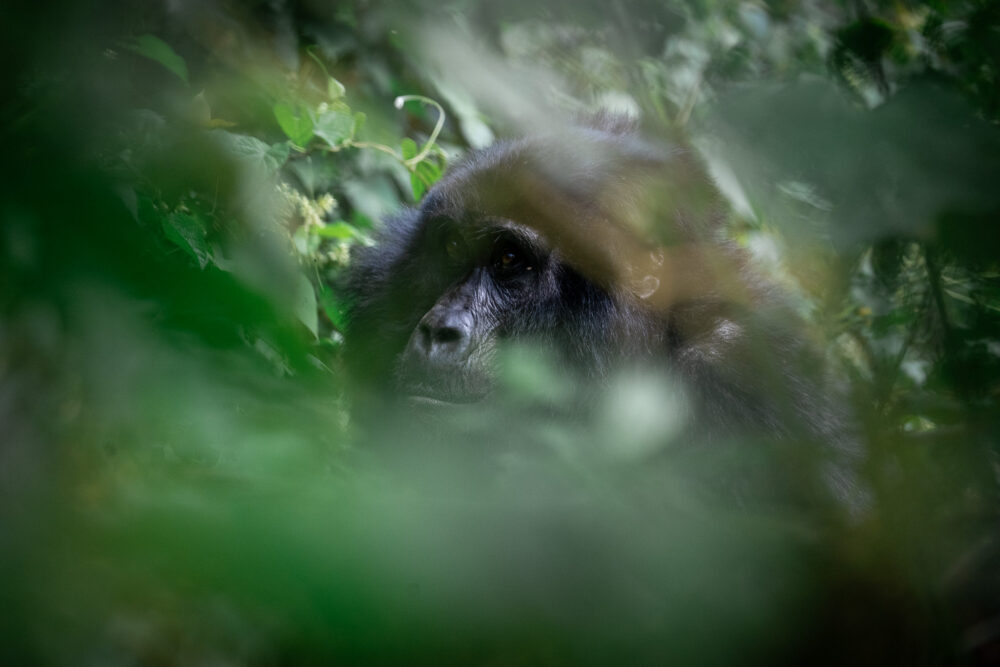 Mountain Gorilla viewed through the lush jungle