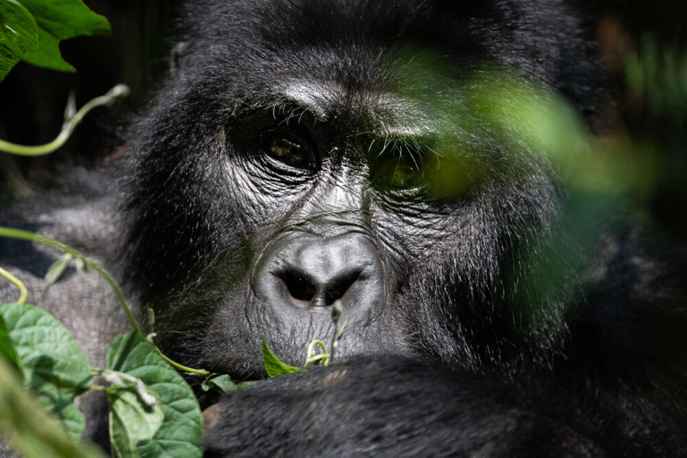 close up of a male Mountain Gorilla in Uganda