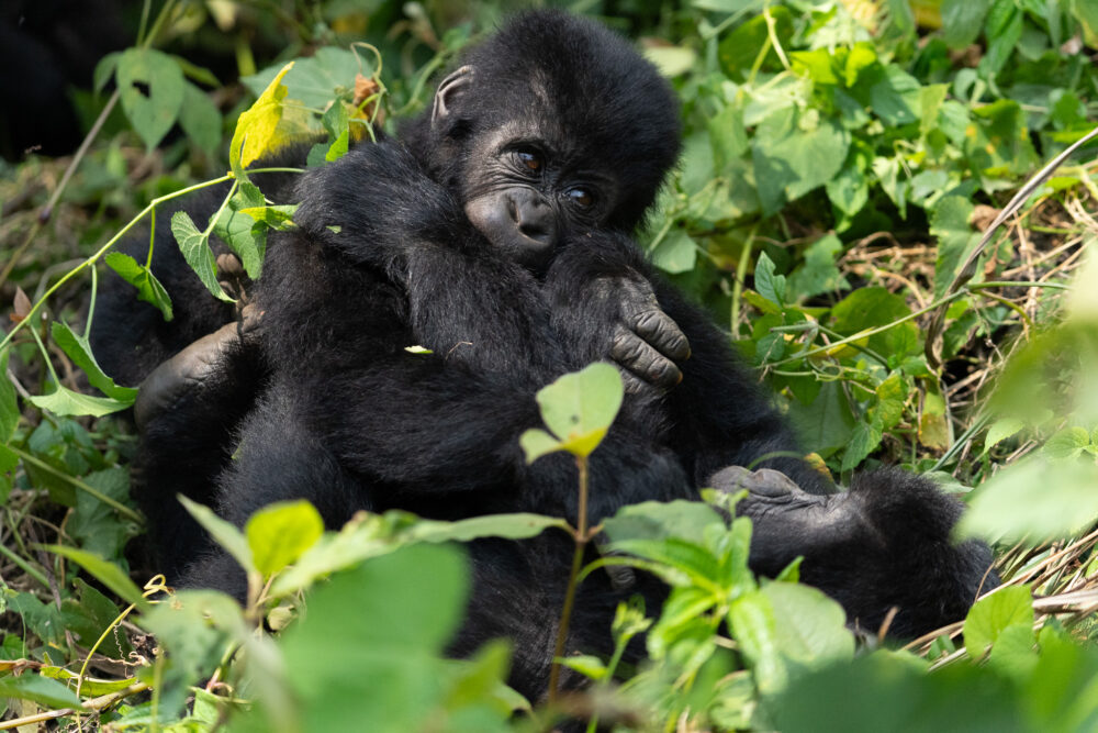 two baby Mountain Gorilla fighting