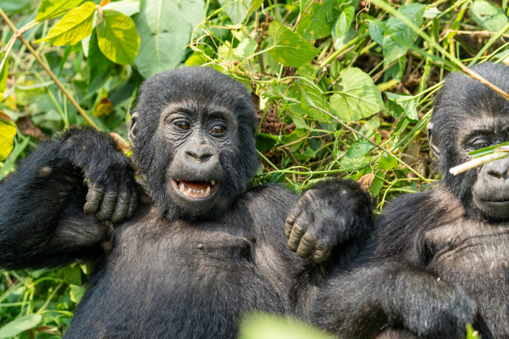 two Mountain Gorilla relaxing in the grass