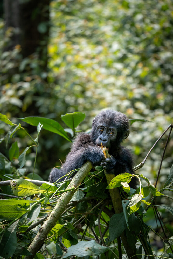 a baby Mountain Gorilla eating some plants