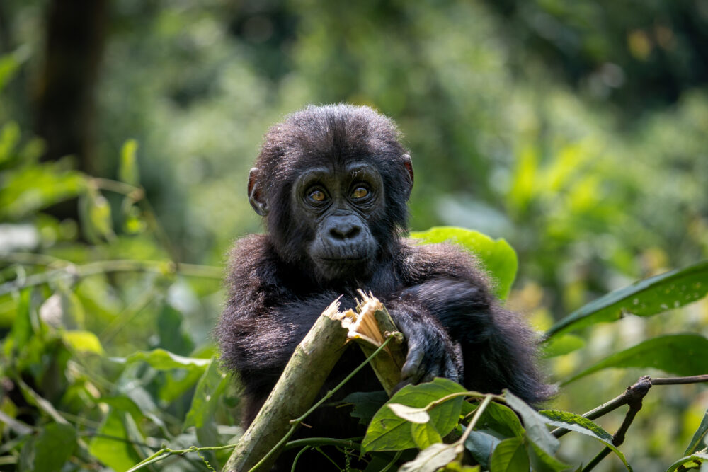 baby Mountain Gorilla looking startled on our Budget Friendly safari 