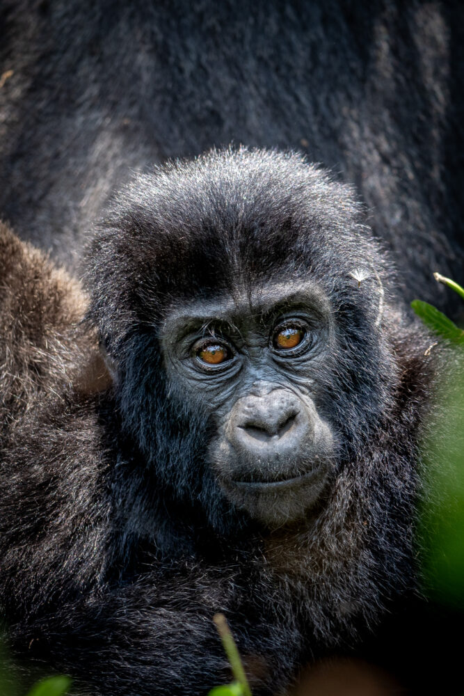 close up of a baby Mountain Gorilla in Bwindi National Park