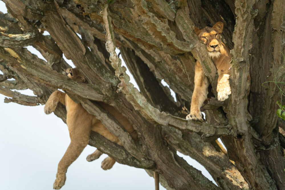 two lionesses in a cacti