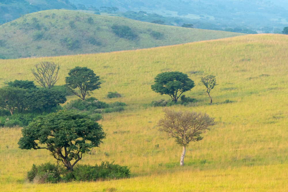 the lush grasslands of Africa on our Budget Friendly safari 