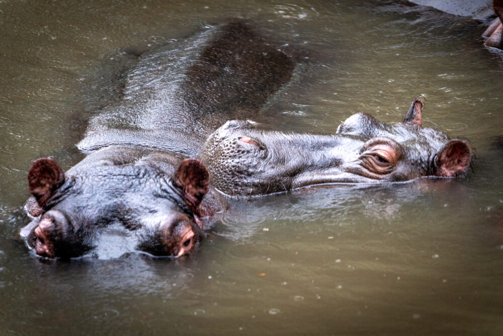 two hippos in the water on our Budget Friendly safari 