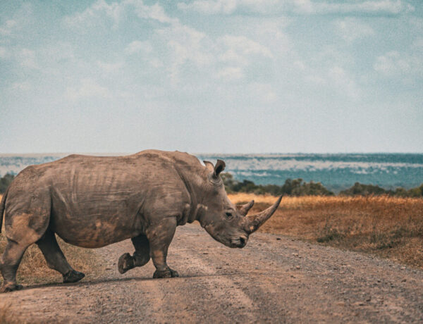 a rhino crosses the road in Kenya