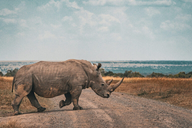 a rhino crosses the road in Kenya