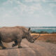 a rhino crosses the road in Kenya