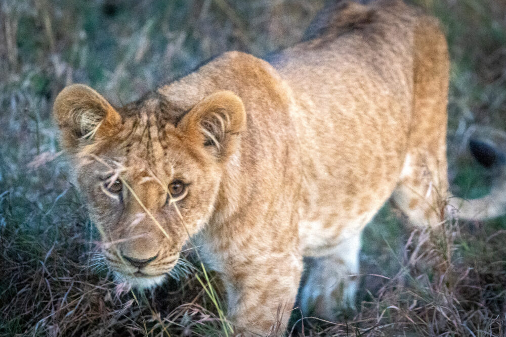 baby lion close up creeping in the grass