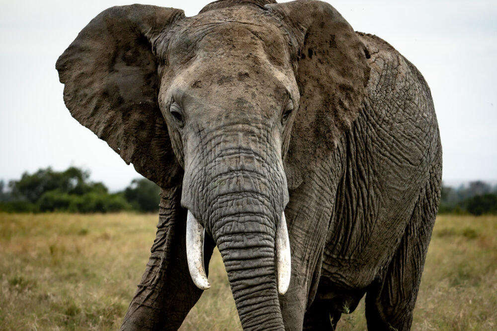 bull elephant looking at the camera