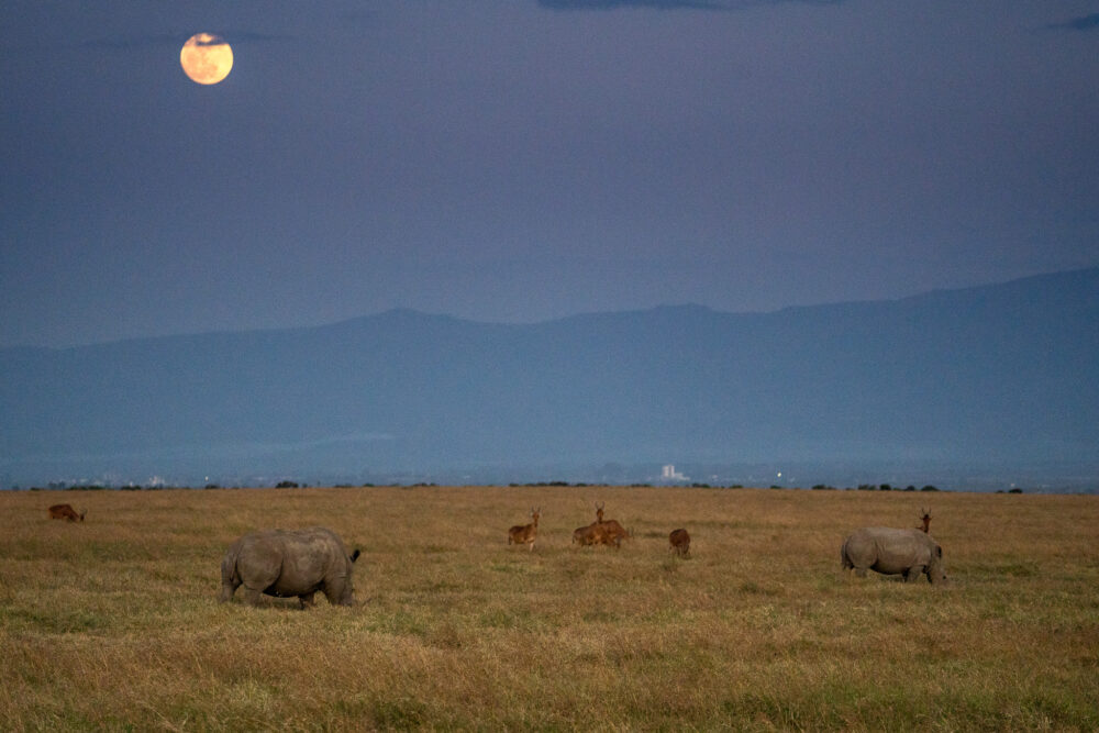 a nighttime shot of antelope and a rhino in the grassland