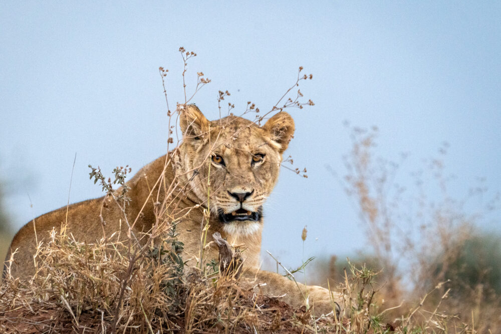 close up of a lioness