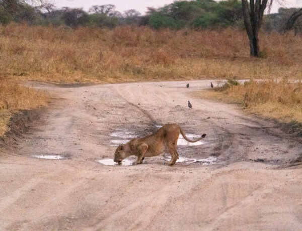 lion drinking from a puddle in the road