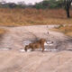 lion drinking from a puddle in the road