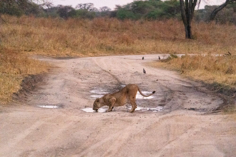 lion drinking from a puddle in the road