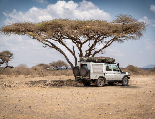 white landcruiser underneath a tree in the desert