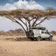 white landcruiser underneath a tree in the desert