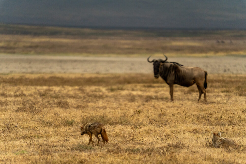 wildebeest and a jackal standing off