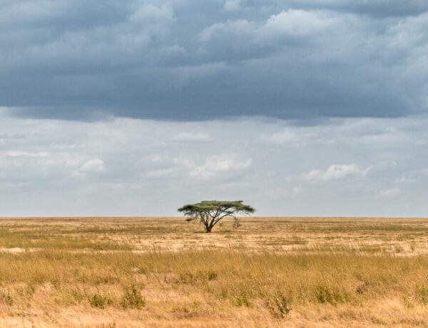 one green tree in a large african field