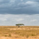 one green tree in a large african field