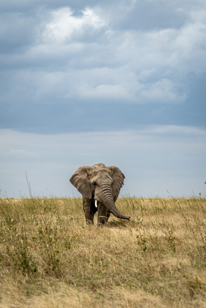 elephant standing in a wide open grassland