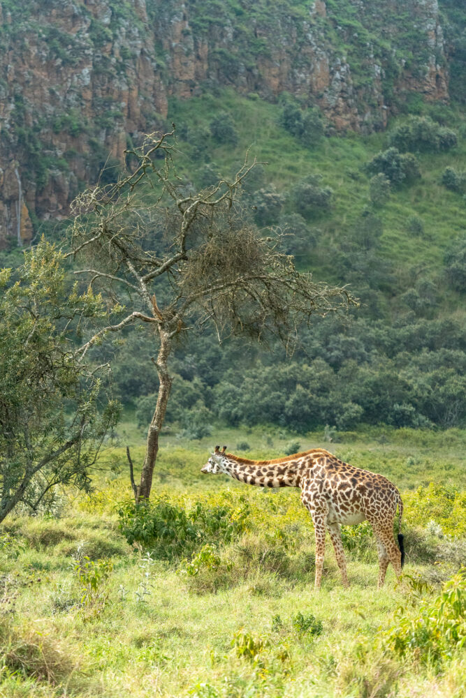 a giraffe in a green field eating from a tree