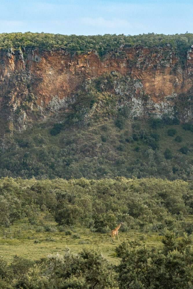 a giraffe looking so small at the base of a green cliffside