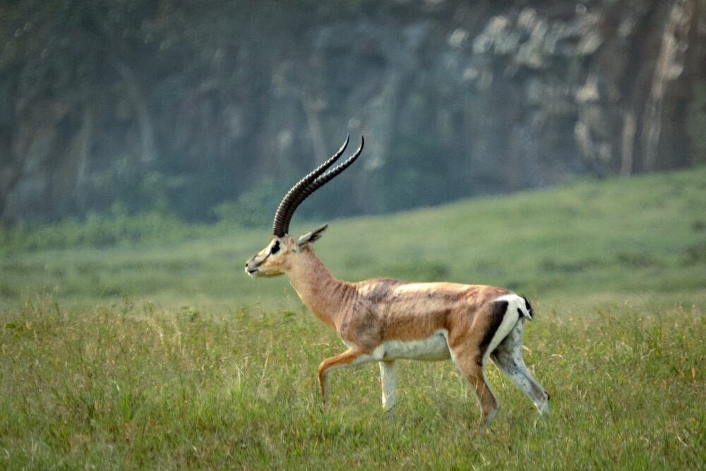 a glorious shot of an antelope in green grass