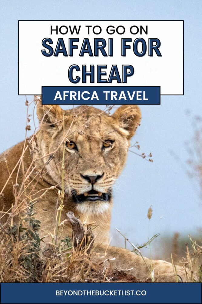 Budget Friendly safari  pin 2 