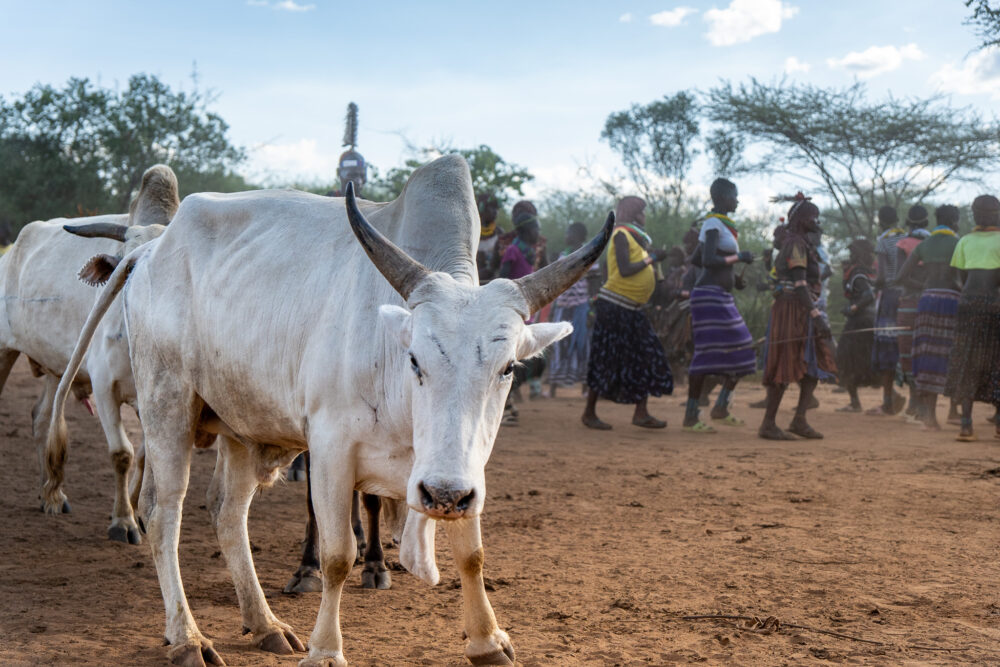 close up of a white cow at a ceremony in the hamer tribe region