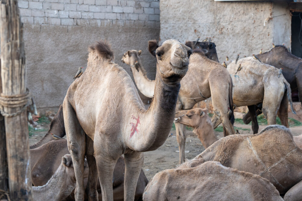 a bunch of camels in a dusty yard. a common sight while Backpacking in Ethiopia 