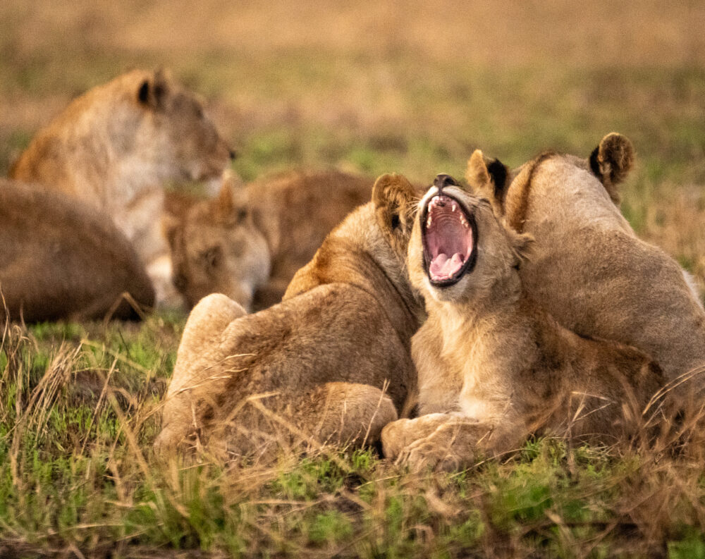 a young lion yawning