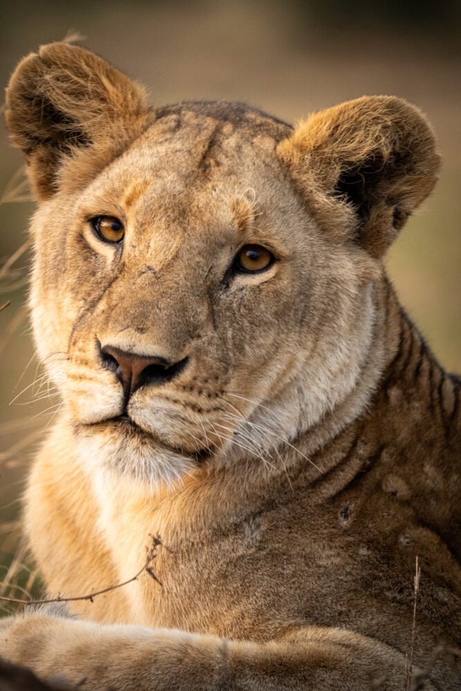 close up of a lioness