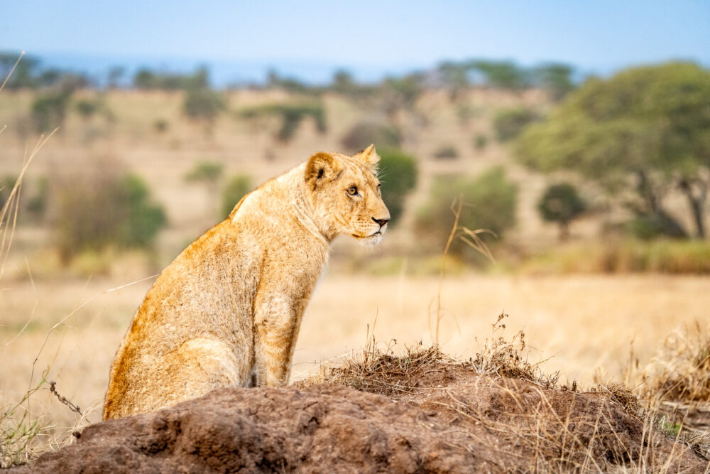 a young lion standing on a dirt mound