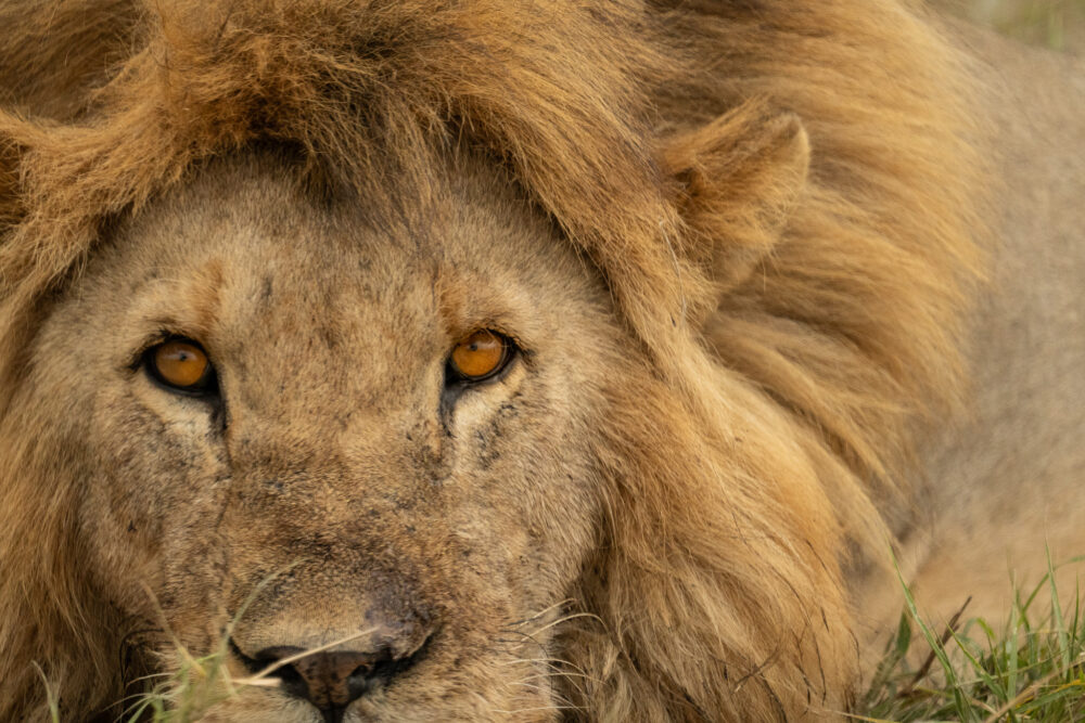 golden eyes of a beautiful lion