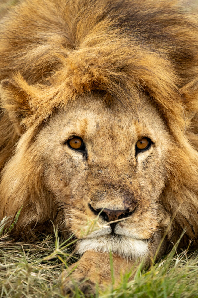 close up of a lion male