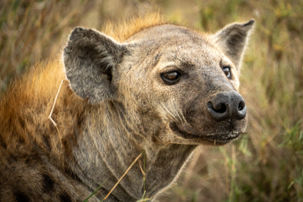 close up of a hyena