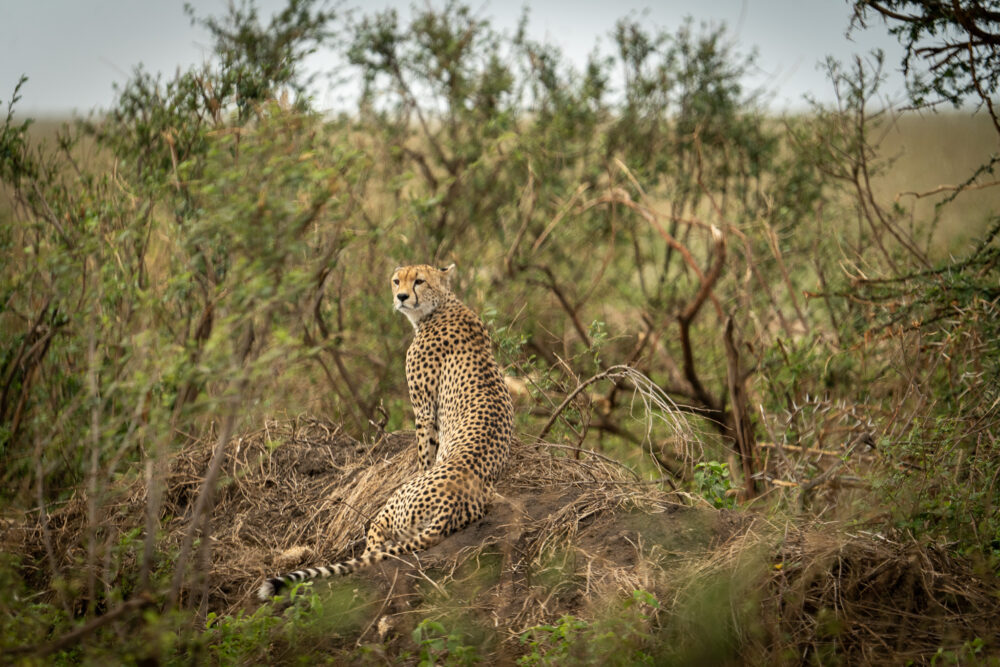 a cheetah looking back at us in the grass