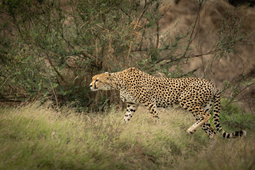 cheetah stalking through the grasslands