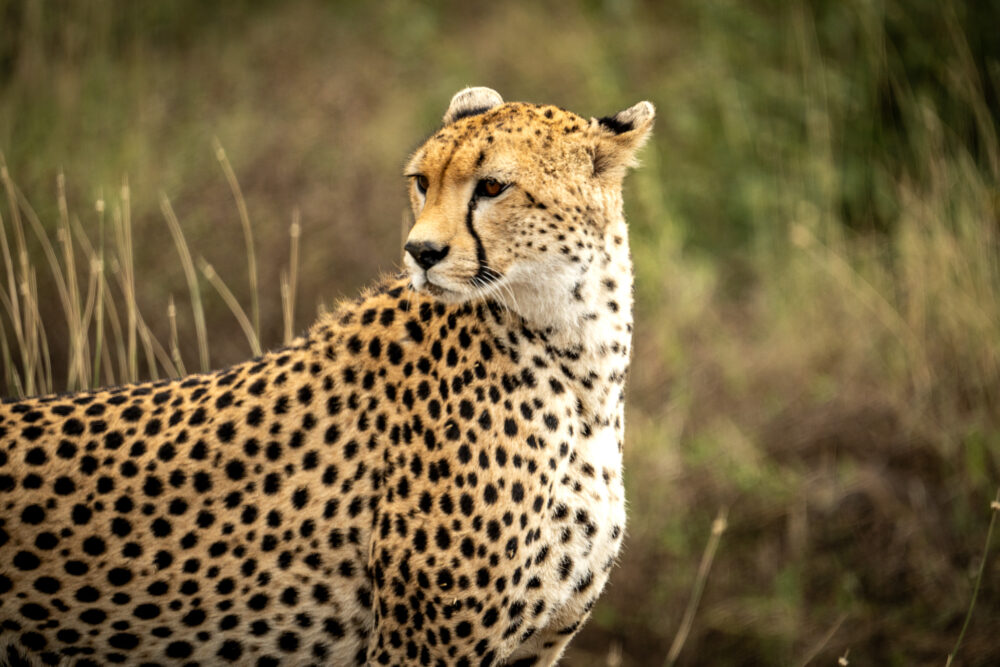 close up of a cheetah