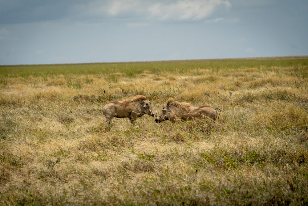 two warthogs wrestling with one another