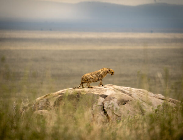 a cheetah standing on a rock