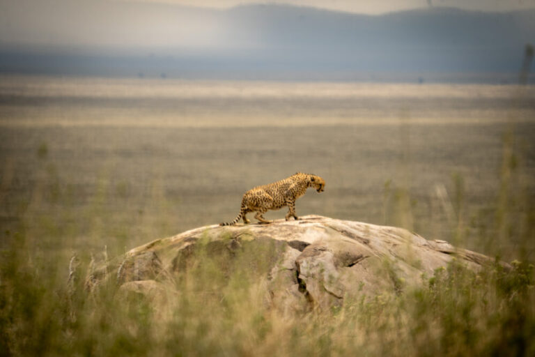 a cheetah standing on a rock