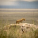 a cheetah standing on a rock