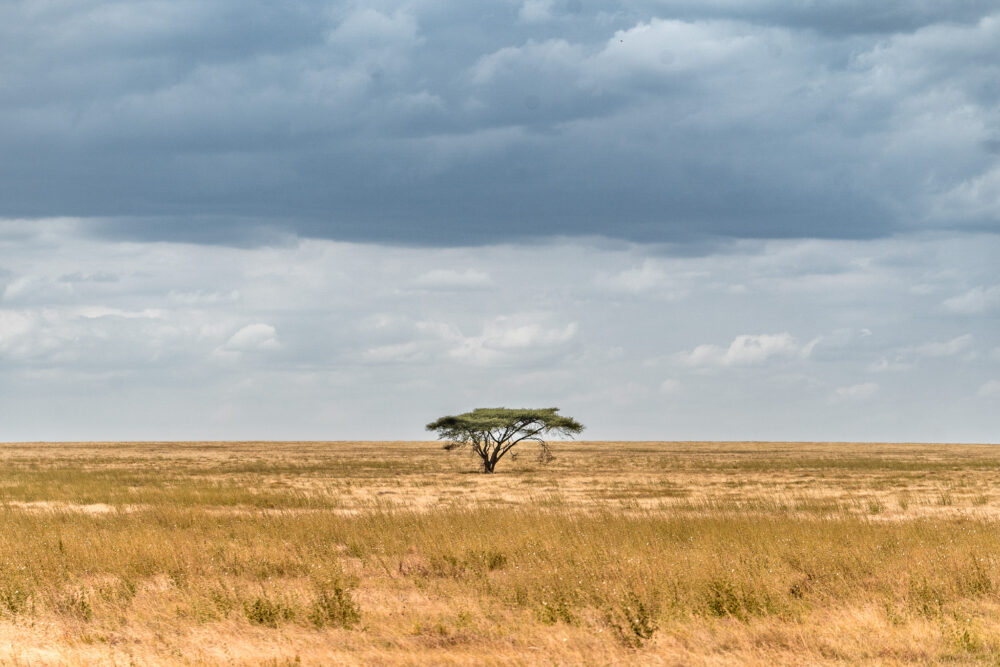 one lone tree in the open savannah grasslands