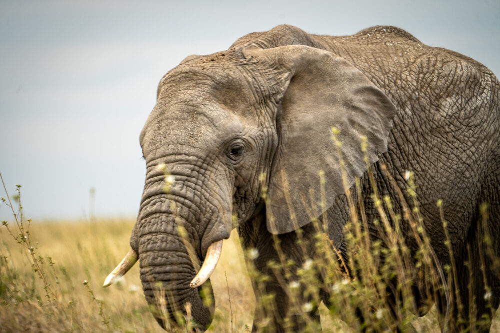 an elephant viewed through the strands of grass