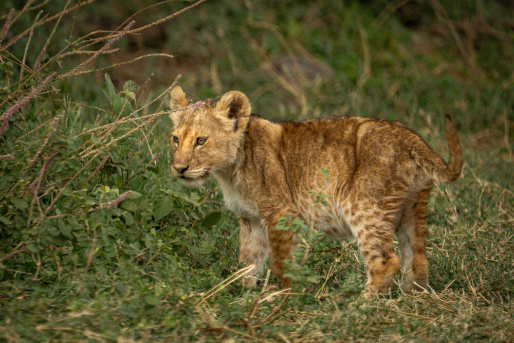 a baby lion standing in the grass