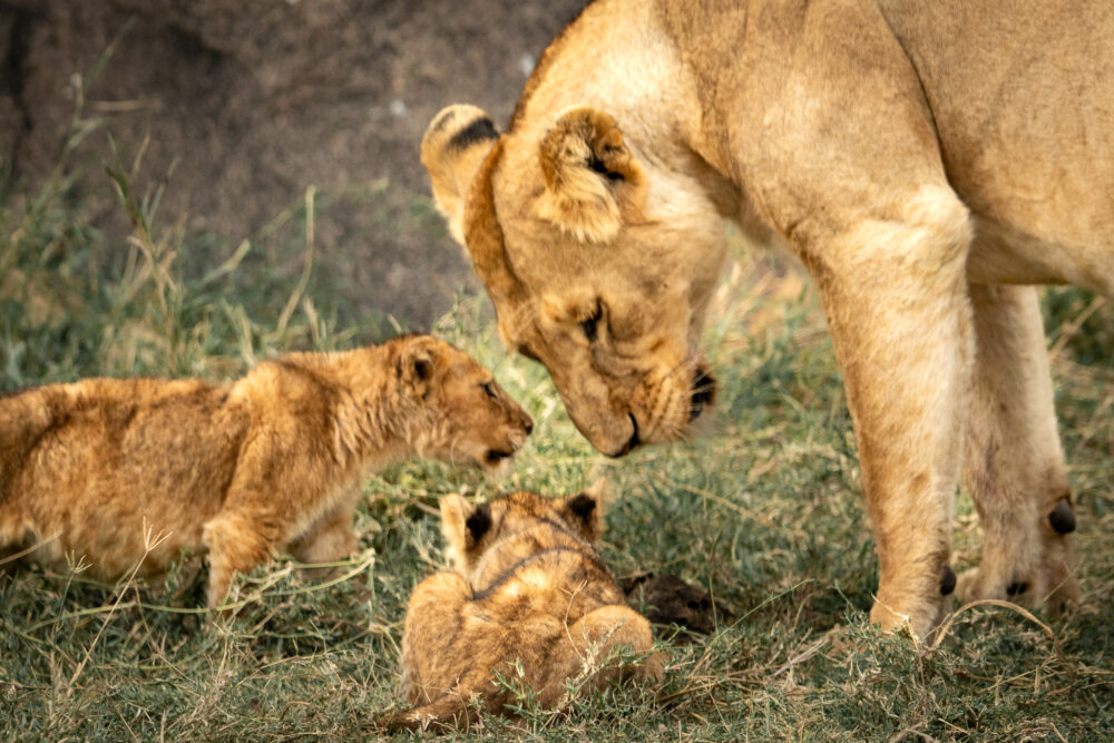 a family of lions nuzzling