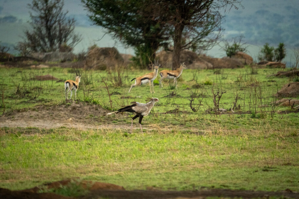 a unique african bird walking though a grassy area